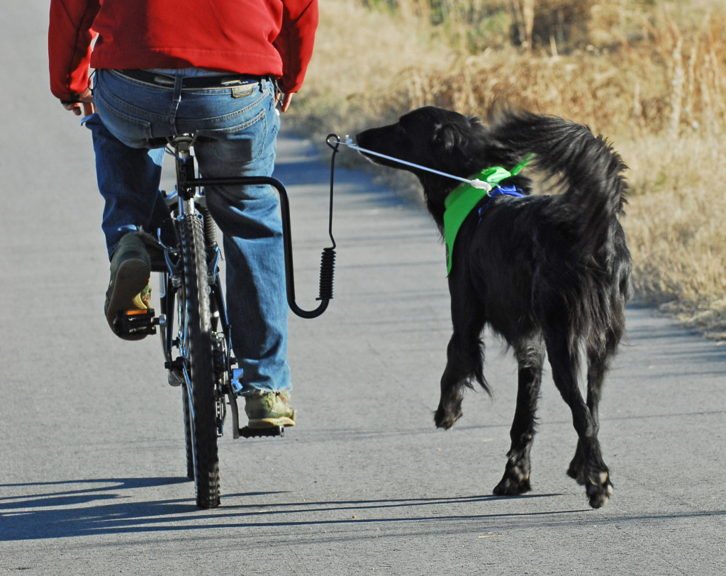 jezdec na kole venčí na vodítku psa