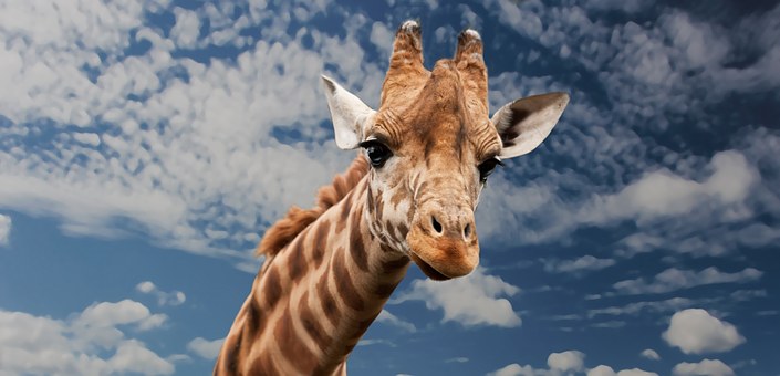 žirafa - detail hlavy