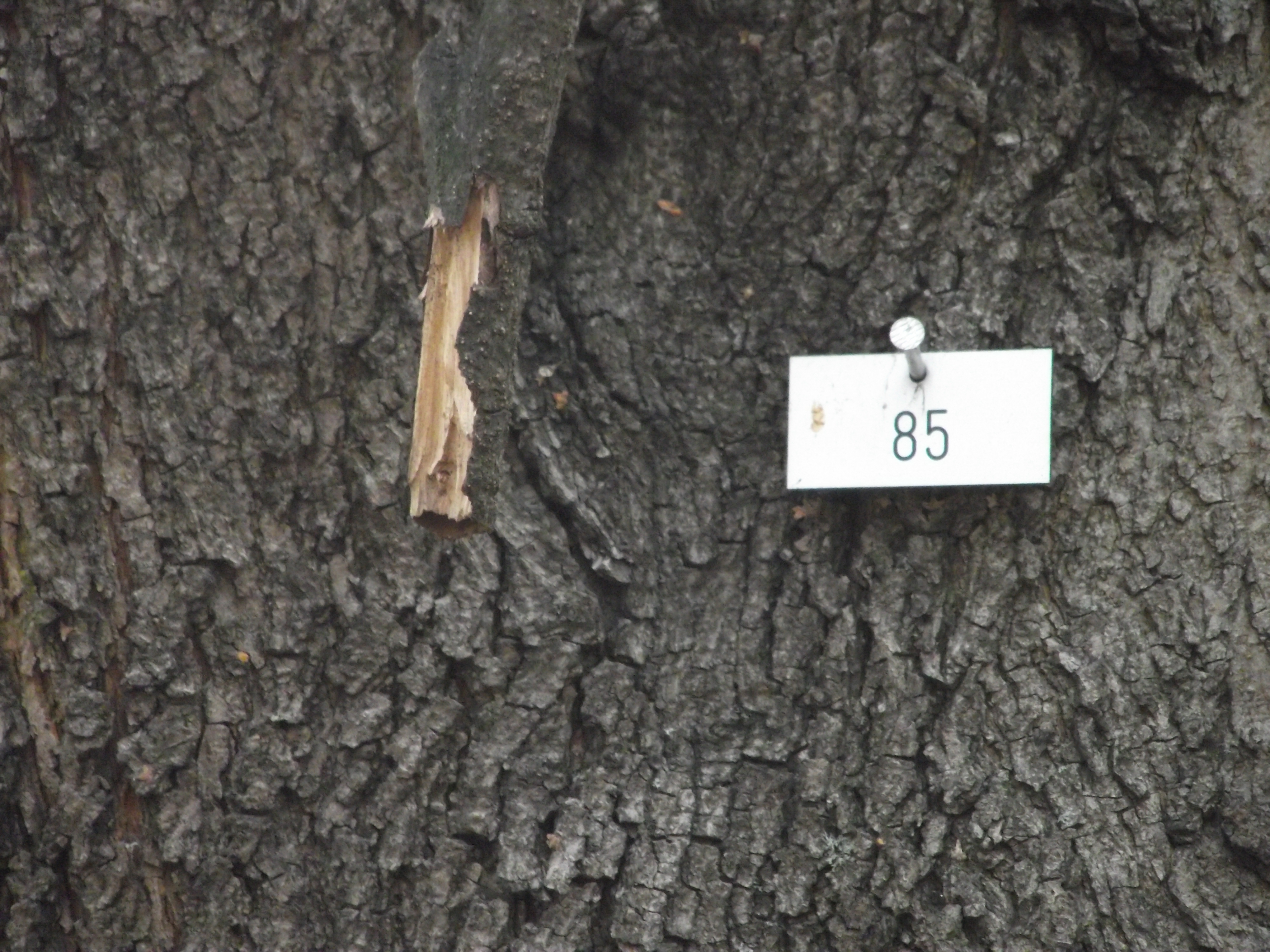 Každý strom v berlíně má své číslo