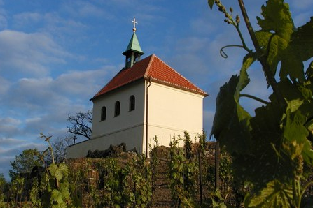 vinice sv. Kláry