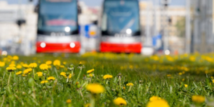 tramvaje, v popředí zelený tramvajový pás