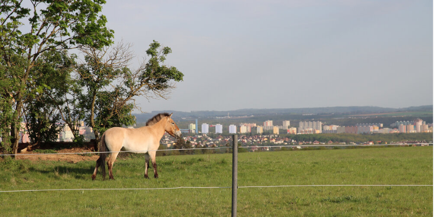 foto koně Převalského ve venkovním pražském výběhu 