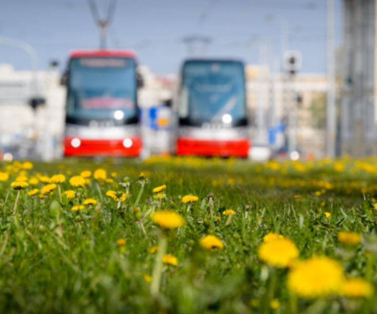 tramvaje, v popředí zelený tramvajový pás