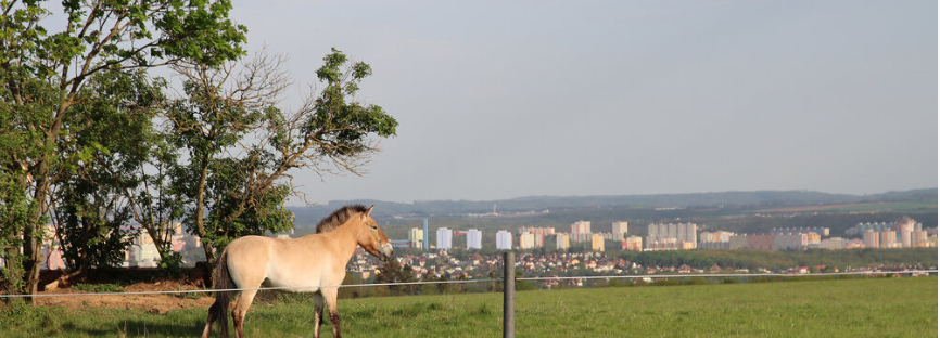 foto koně Převalského ve venkovním pražském výběhu 