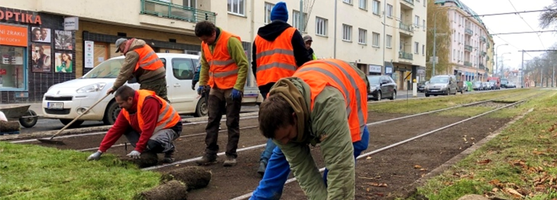 pracovnící pokládají nové travní koberce - foto
