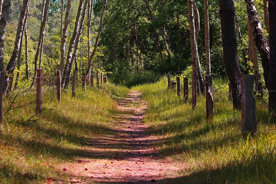 stezka pro chodce v lese - foto