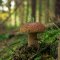 houba v lese